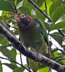 褐冠鸚鵡