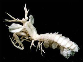 海蛄蝦類 海蛄蝦類