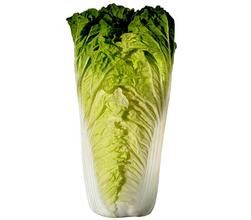 北京小雜60白菜 北京小雜60白菜