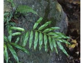 光葉藤蕨科 光葉藤蕨科