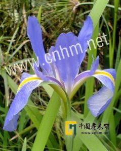 變色鳶尾 變色鳶尾