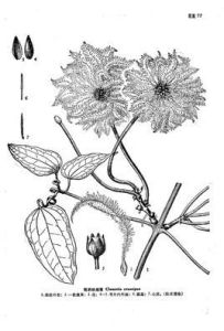 粗柄鐵線蓮 粗柄鐵線蓮