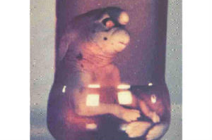 赫羅納矮人 赫羅納矮人