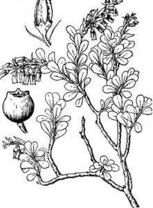 蒼山越桔 蒼山越桔