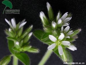 婆婆指甲菜 婆婆指甲菜