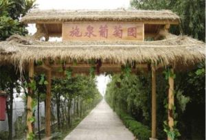 上海施泉葡萄園 上海施泉葡萄園