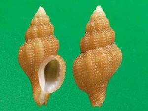 尖刻骨螺 尖刻骨螺