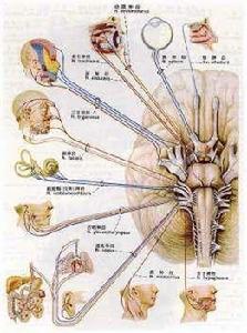 周圍神經痛 周圍神經痛