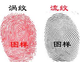 指紋形態