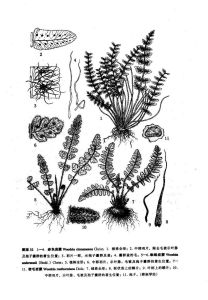 赤色岩蕨 赤色岩蕨