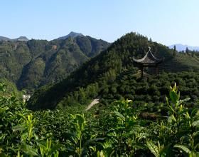 黃山徽茶文化博物館