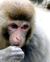 藍田金絲猴 藍田金絲猴