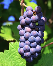 Pinot Noir Pinot Noir