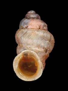 台灣左旋芝麻蝸牛 台灣左旋芝麻蝸牛