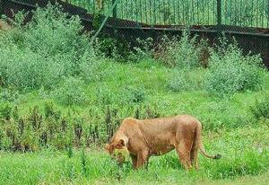 浦口珍珠泉野生動物生態園