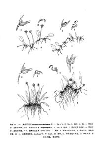 勐侖石豆蘭 勐侖石豆蘭