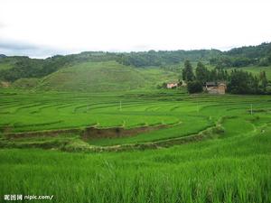 石橋楊村 石橋楊村