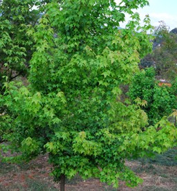 寧波三角槭