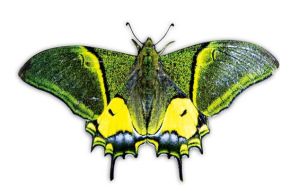 井岡山國家級自然保護區採集到的金斑喙鳳蝶