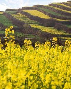 西安環山旅遊公交2號線 西安環山旅遊公交2號線