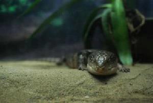 （圖）秦嶺滑蜥