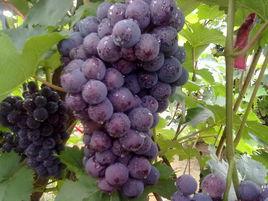 徽王莊鎮 徽王莊鎮