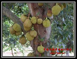 植物資源引種馴化