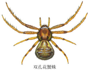 雙孔花蟹蛛