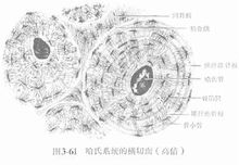 哈弗斯系統水平面