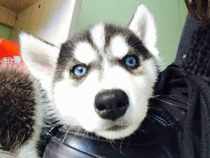 西伯利亞雪橇犬