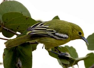 黑翅雀鵯印度亞種 黑翅雀鵯印度亞種