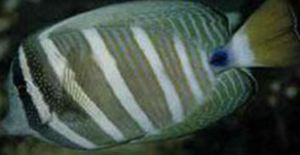 大帆倒吊魚 大帆倒吊魚