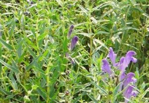 變黑黃芩 變黑黃芩