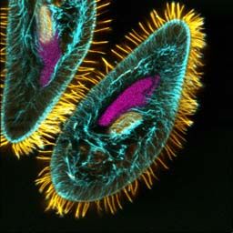 活潑錐滴蟲 活潑錐滴蟲