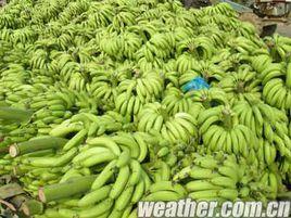 廣西香蕉 廣西香蕉