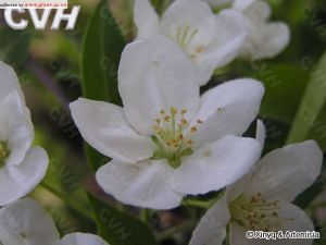 毛山荊子 毛山荊子