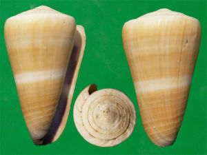 紫霞芋螺 紫霞芋螺