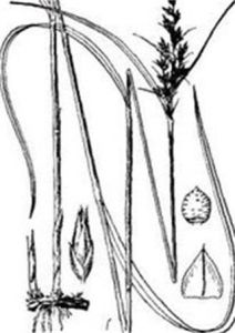 南京珍珠茅柔 南京珍珠茅柔