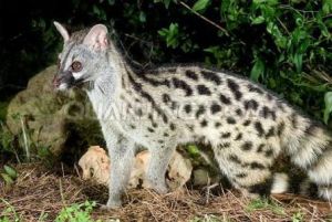 奇異寵物 奇異寵物