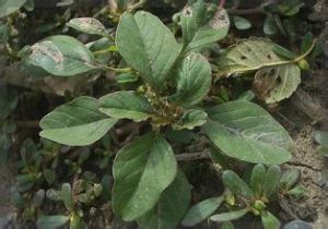 大花伊犁黃耆 大花伊犁黃耆