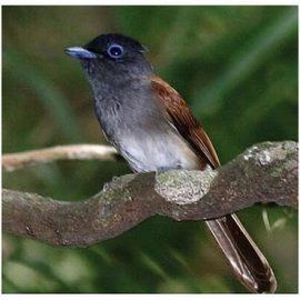 紫壽帶鳥琉球亞種