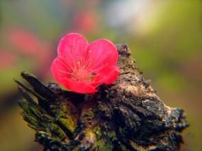 鷹咀鶯哥 鷹咀鶯哥