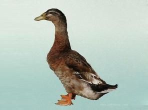 卡嘰—康貝爾鴨