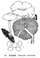 平頭杯傘 平頭杯傘