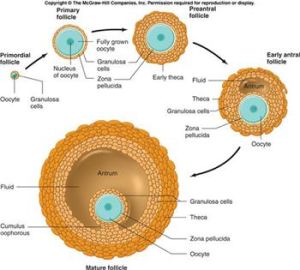 卵細胞篩選技術 卵細胞篩選技術