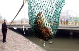 細膩鴉片魚 細膩鴉片魚