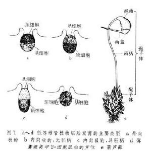 胚胎髮生（植物）