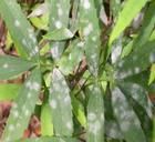 補血草白粉菌 補血草白粉菌