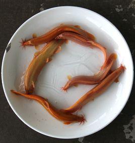 東陽虹鰍 東陽虹鰍