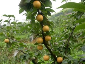 金溪蜜梨 金溪蜜梨